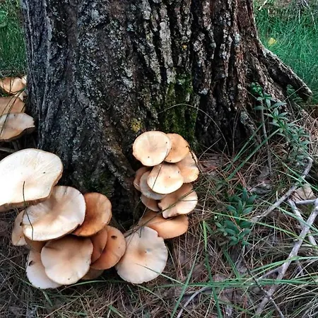 Aduana * רוביילוס דה מורה