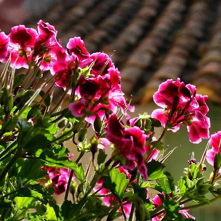 Aduana * רוביילוס דה מורה