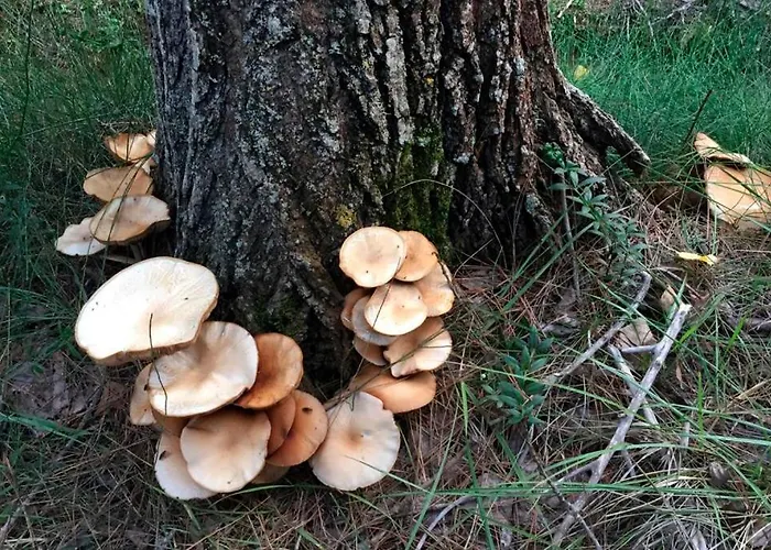 Aduana * Rubielos de Mora