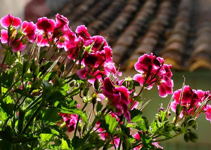 Aduana * Rubielos de Mora